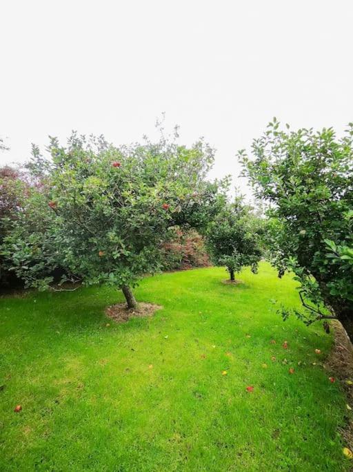 Orchard Dingle